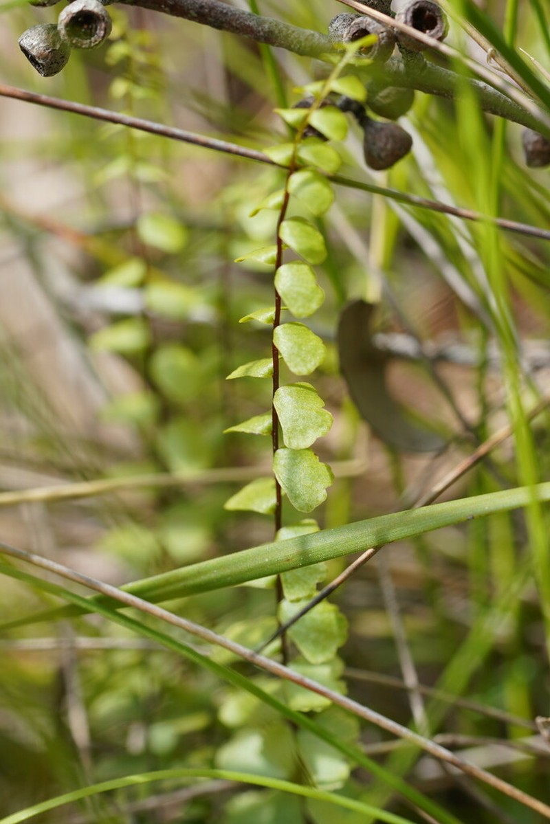 Lindsaea linearis photo 5