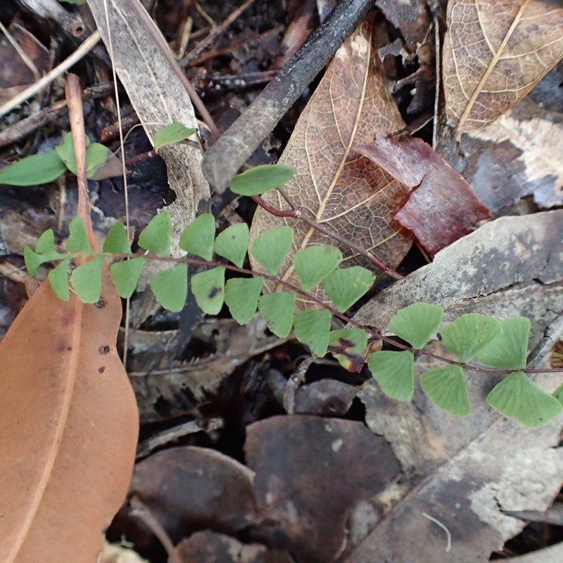 Lindsaea linearis photo 6