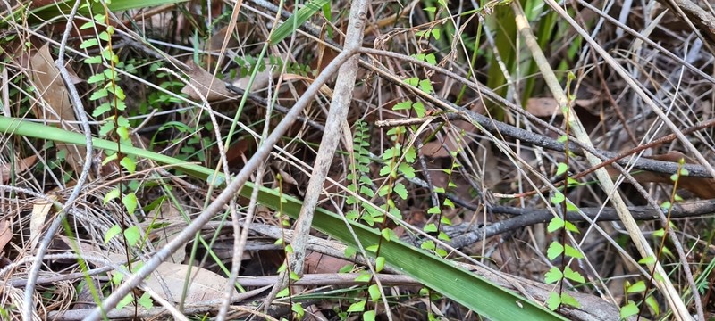 Lindsaea linearis photo 7