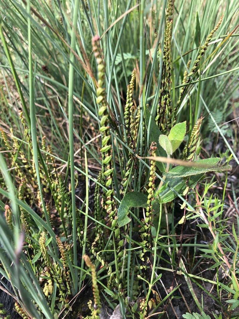 Lindsaea linearis photo 8