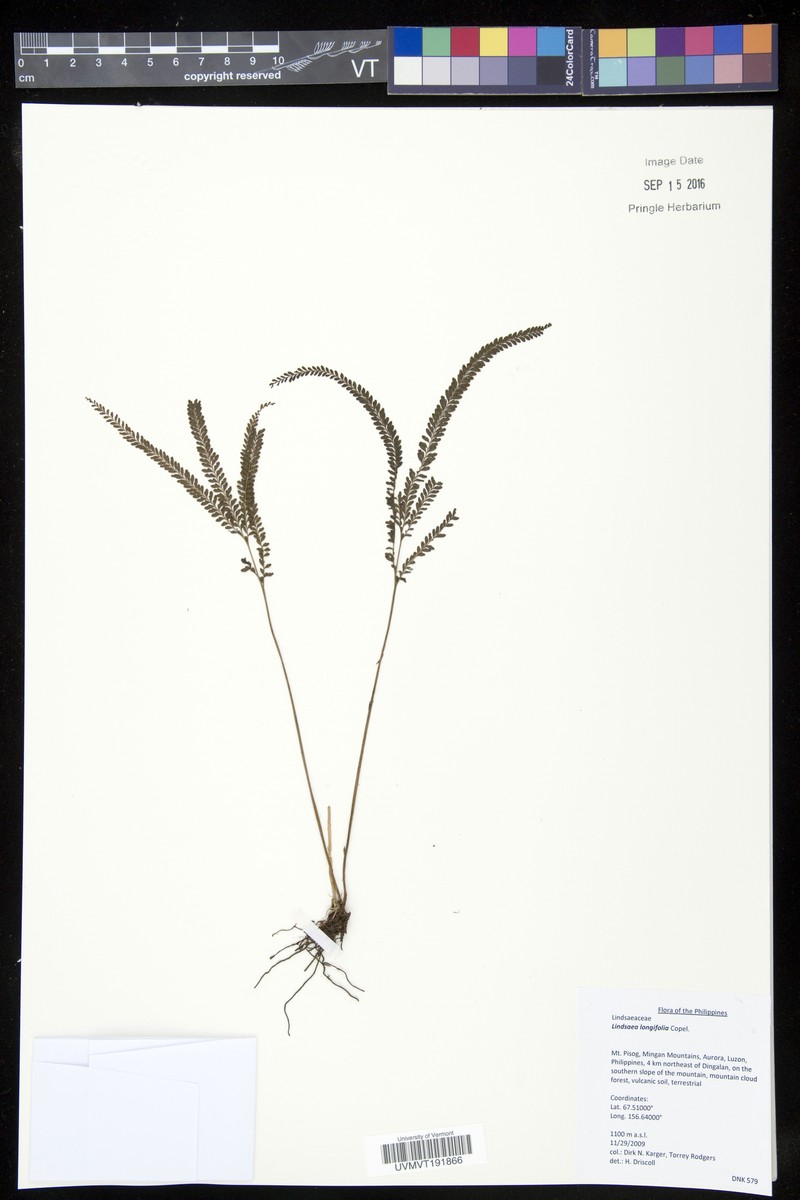 Lindsaea longifolia