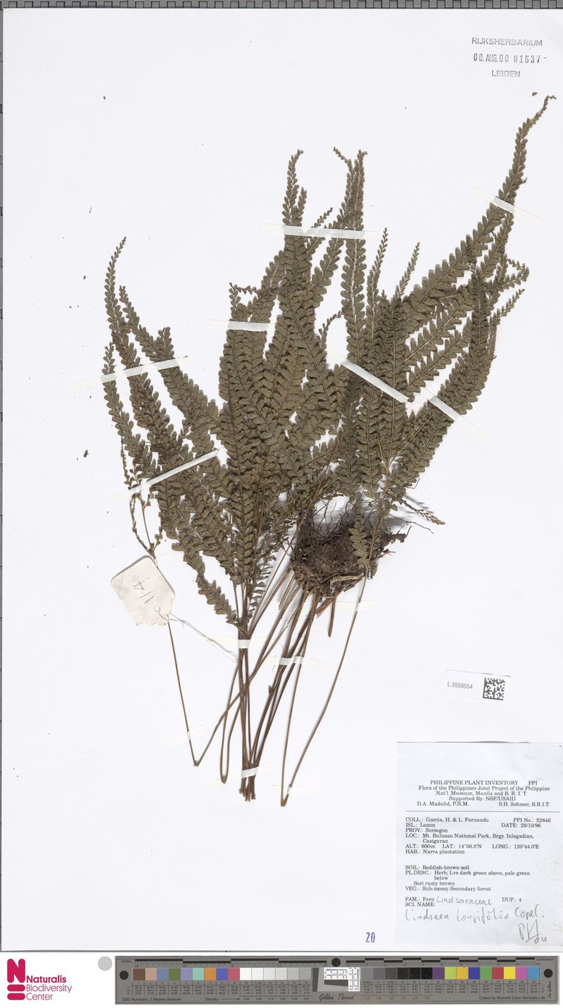 Lindsaea longifolia photo 2
