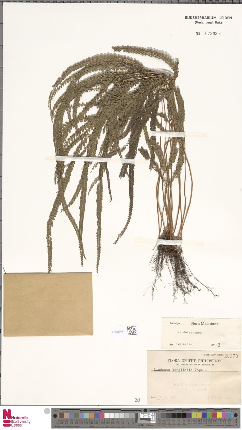Lindsaea longifolia photo 3