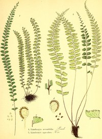 Shiny Necklace Fern