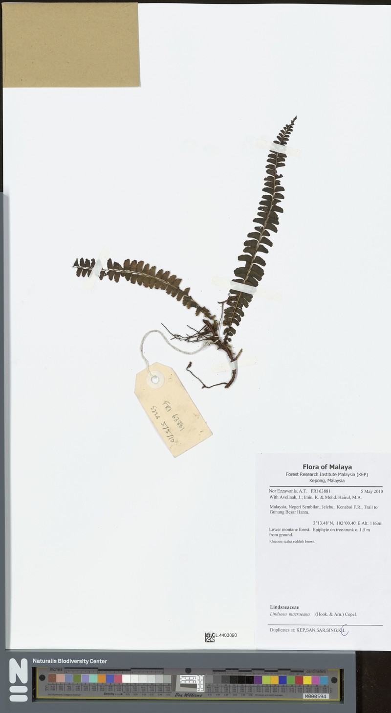 Lindsaea macraeana