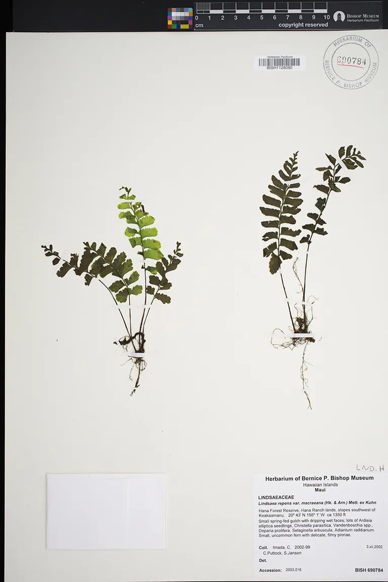 Lindsaea macraeana photo 2