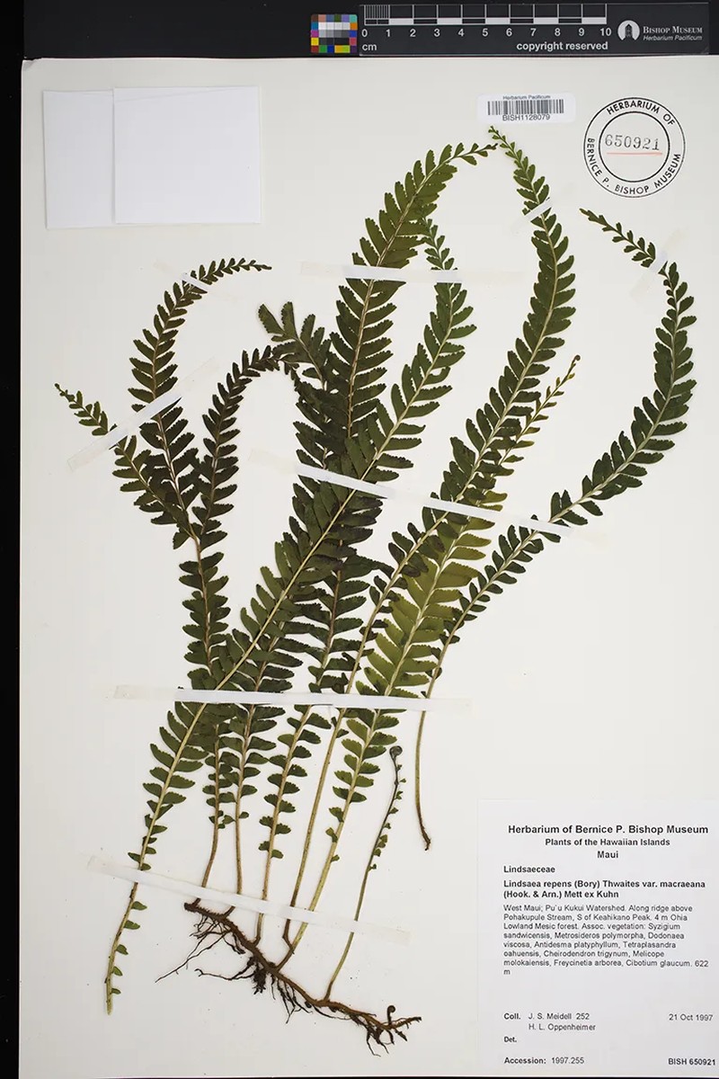 Lindsaea macraeana photo 3