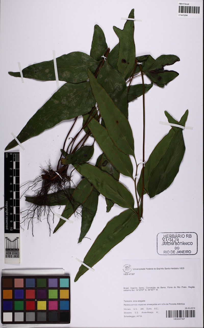 Lindsaea macrophylla