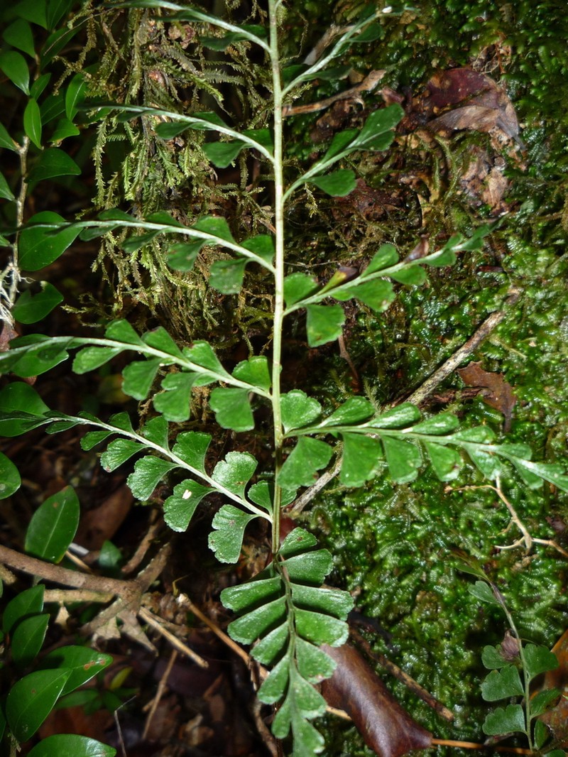 Lindsaea madagascariensis