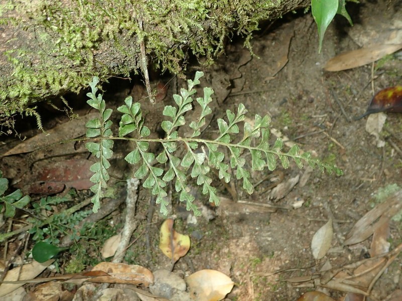 Lindsaea madagascariensis photo 3