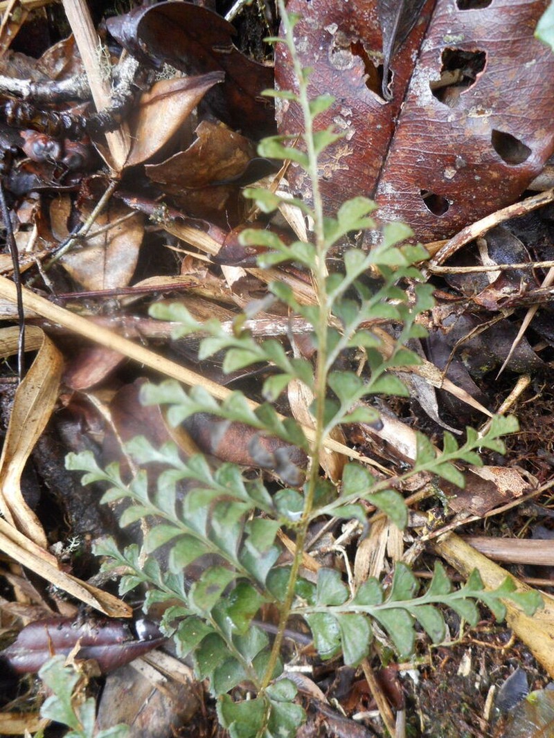 Lindsaea madagascariensis photo 4