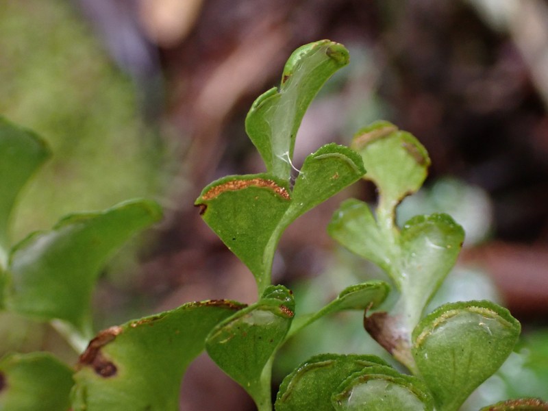 Lindsaea madagascariensis photo 5