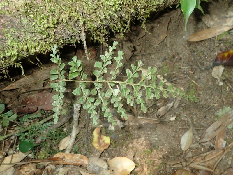 Lindsaea madagascariensis photo 6