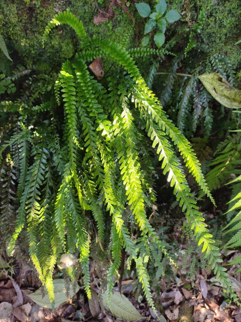 Lindsaea malabarica photo 2