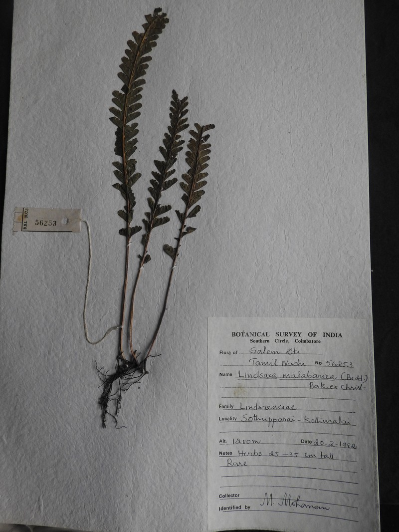 Lindsaea malabarica