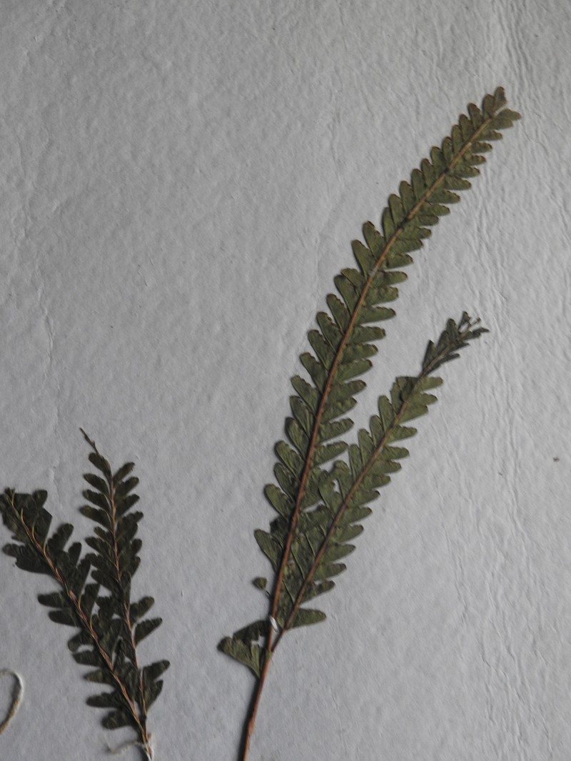 Lindsaea malabarica photo 3