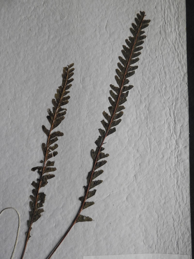 Lindsaea malabarica photo 4