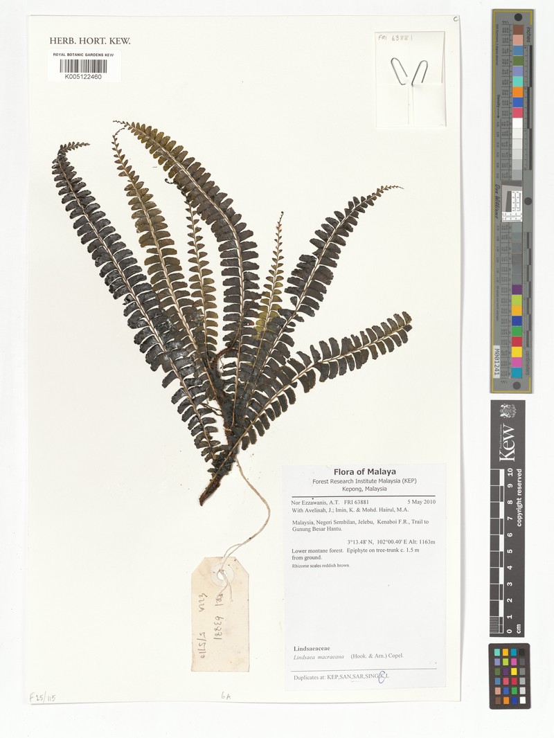 Lindsaea malayensis