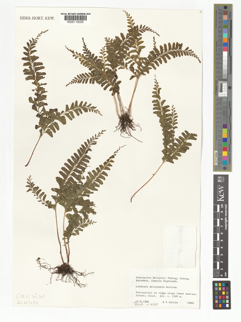 Lindsaea malayensis photo 2