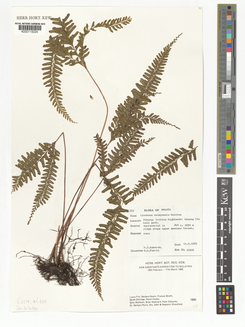 Lindsaea malayensis photo 3