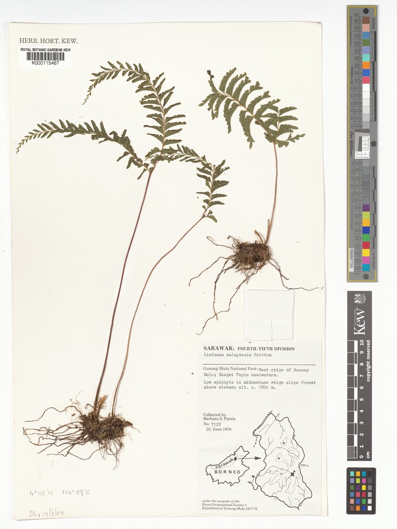 Lindsaea malayensis photo 4