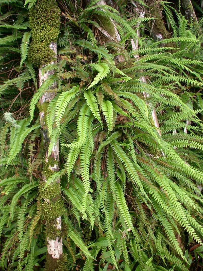 Lindsaea marquesensis photo 2