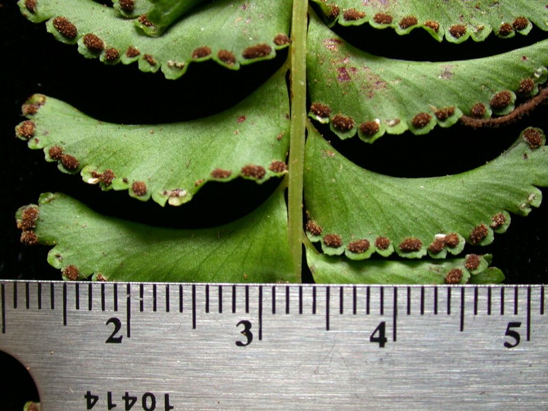 Lindsaea marquesensis photo 3