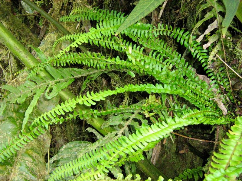 Lindsaea marquesensis photo 4