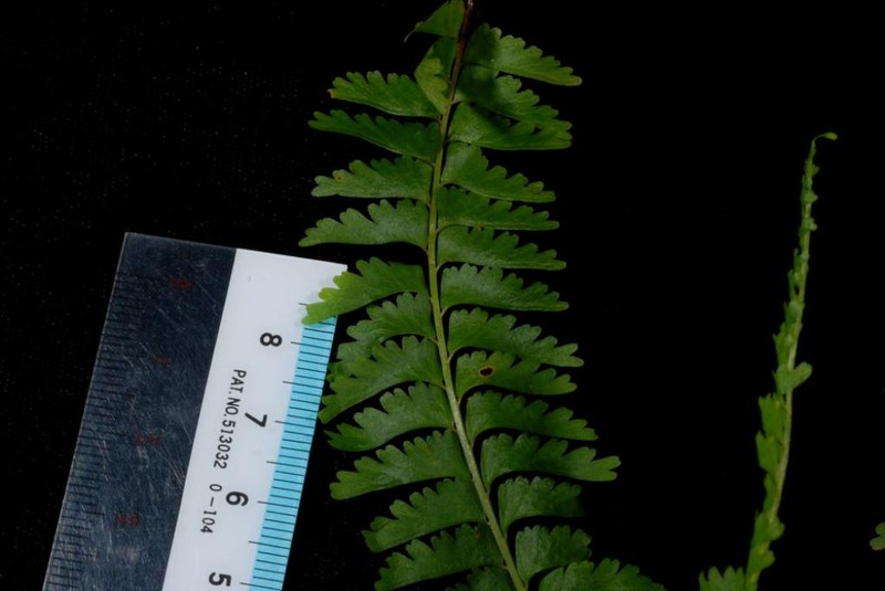 Lindsaea marquesensis photo 5