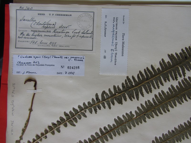 Lindsaea marquesensis