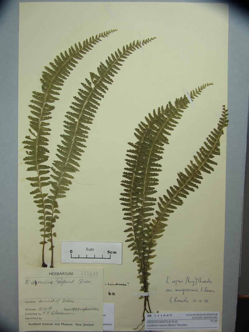 Lindsaea marquesensis photo 6
