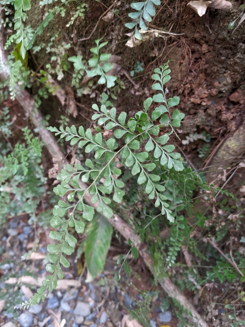 Lindsaea media