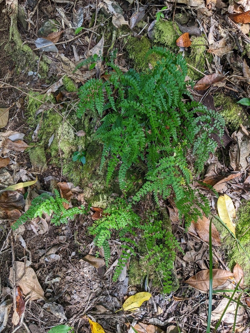 Lindsaea media photo 2