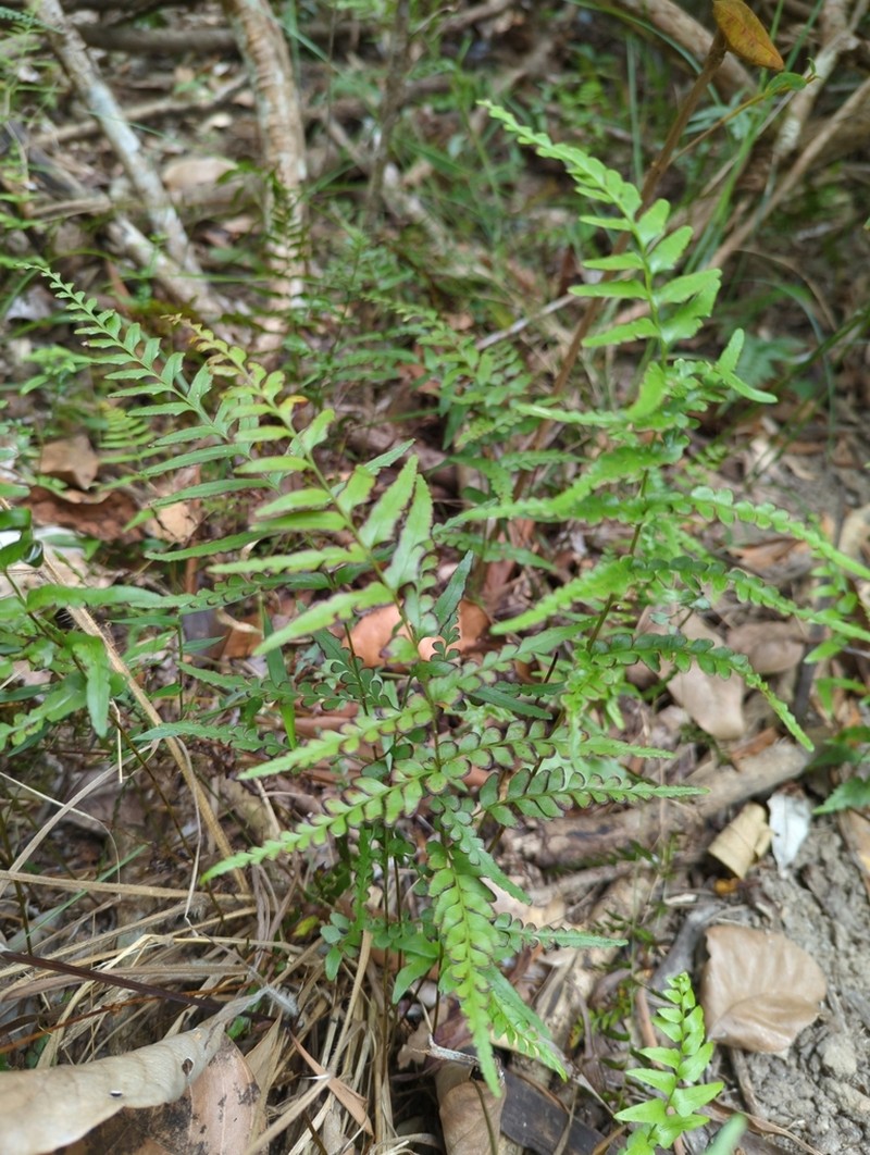 Lindsaea media photo 3