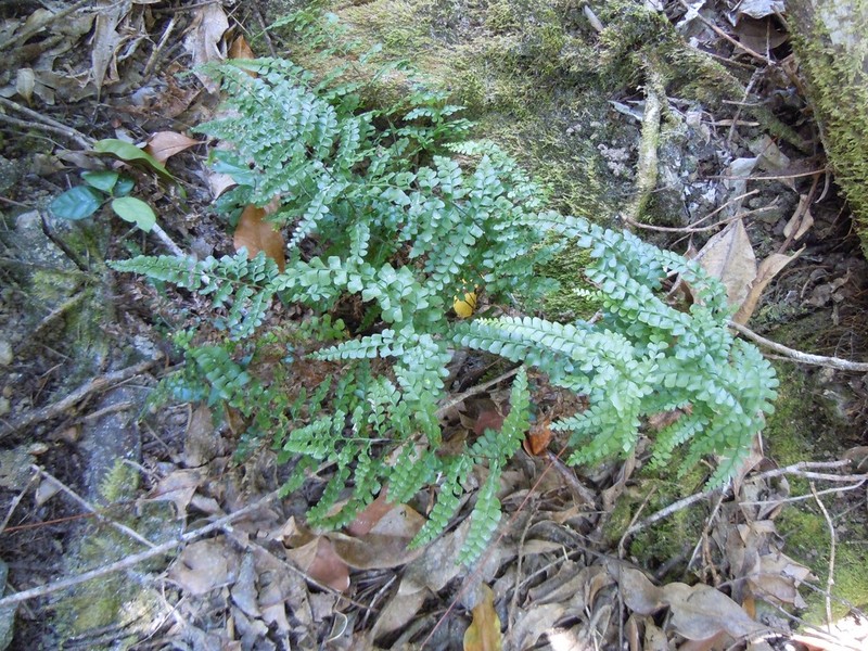 Lindsaea media photo 5