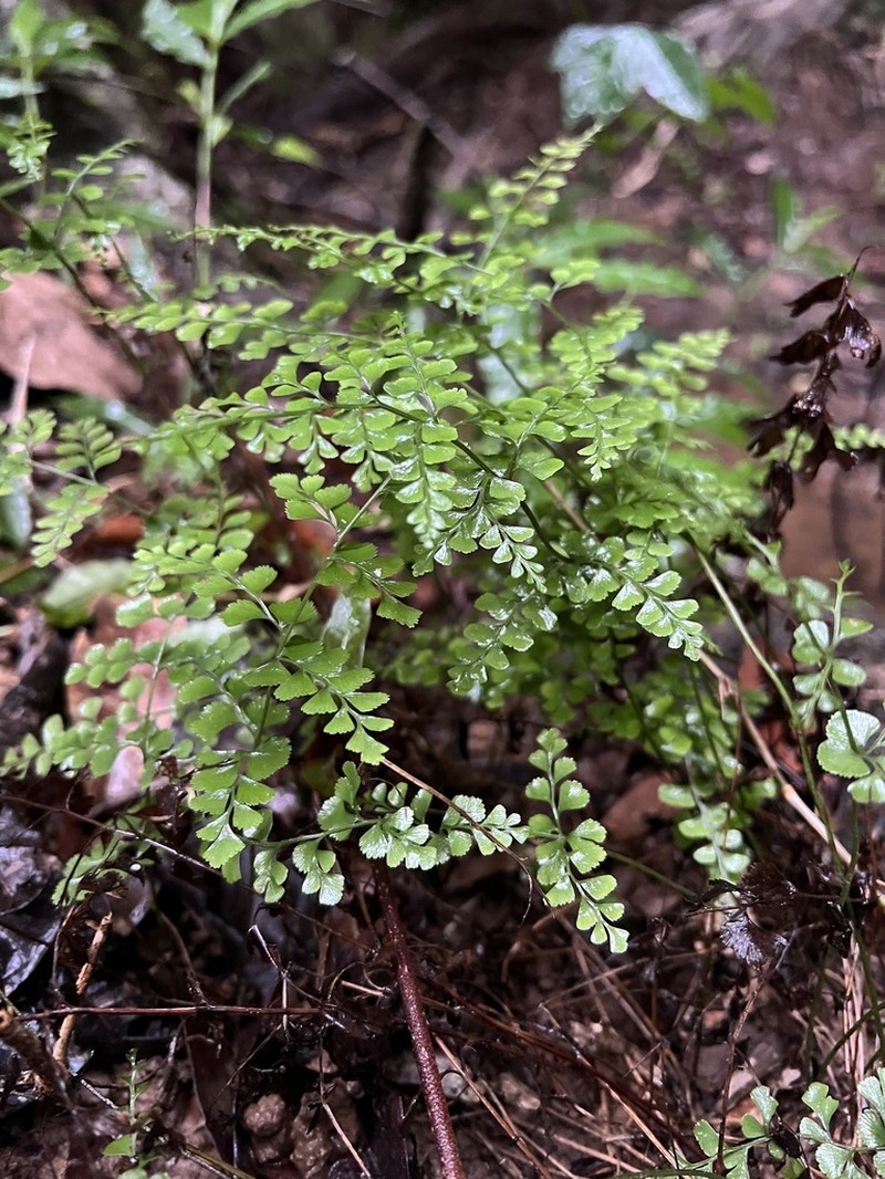Lindsaea media photo 6