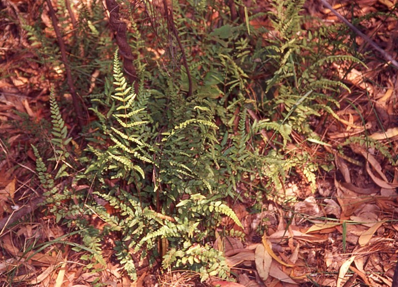 Lindsaea media photo 7