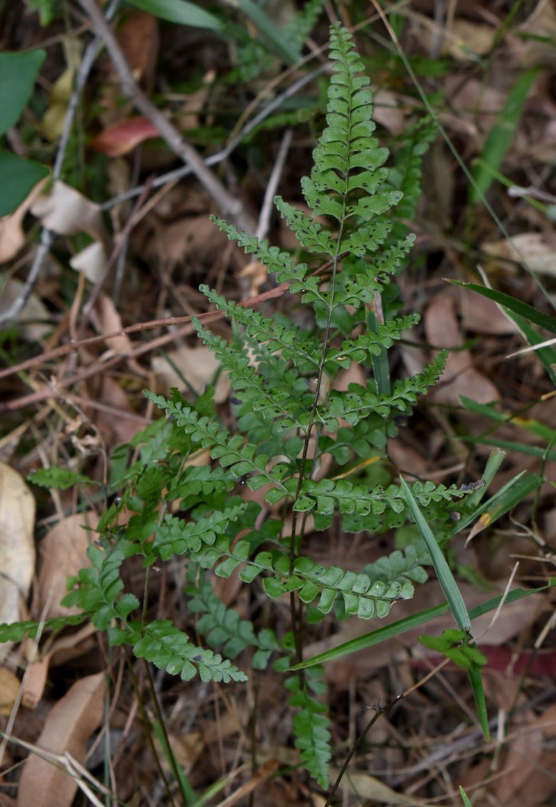 Lindsaea media photo 8