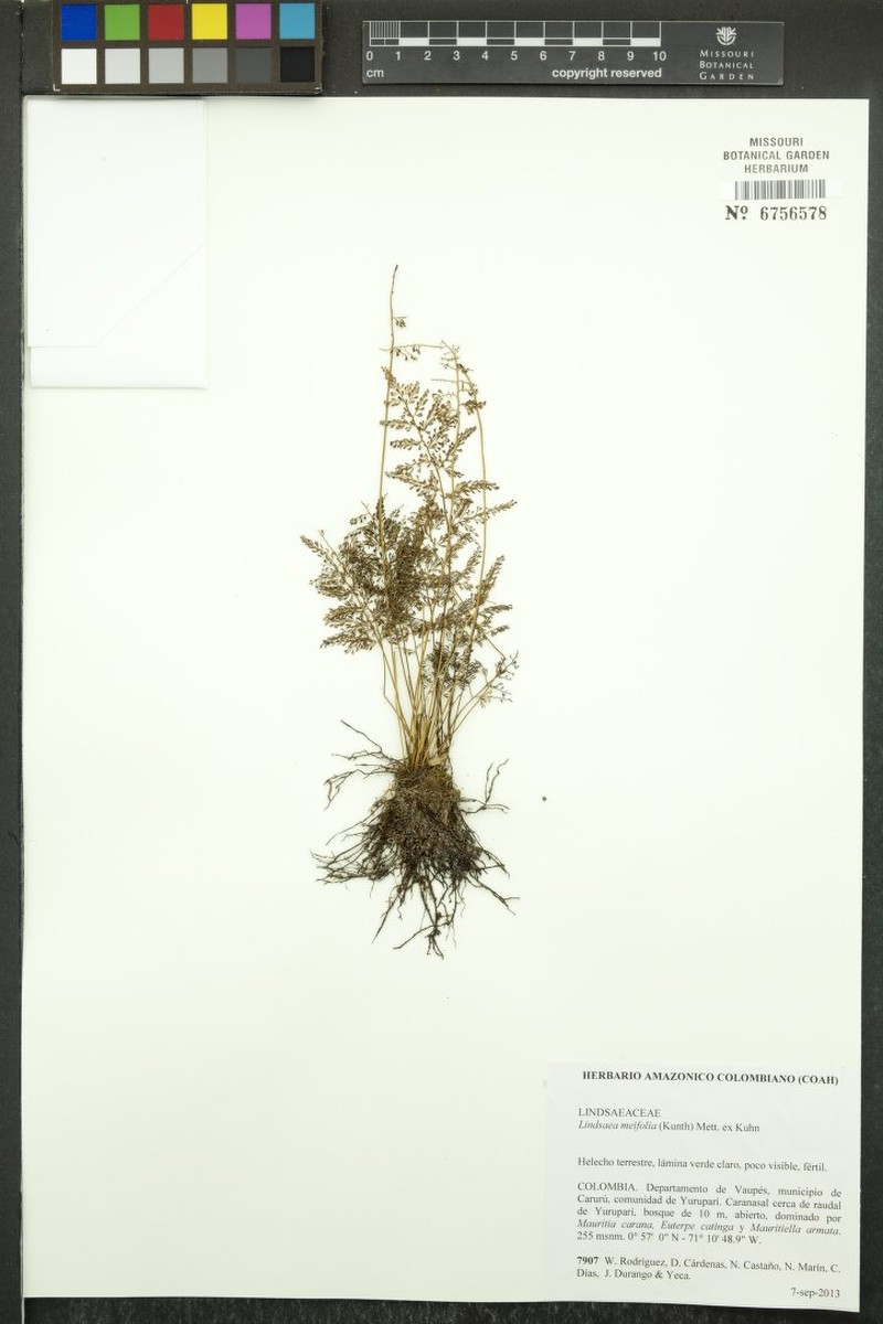 Lindsaea meifolia