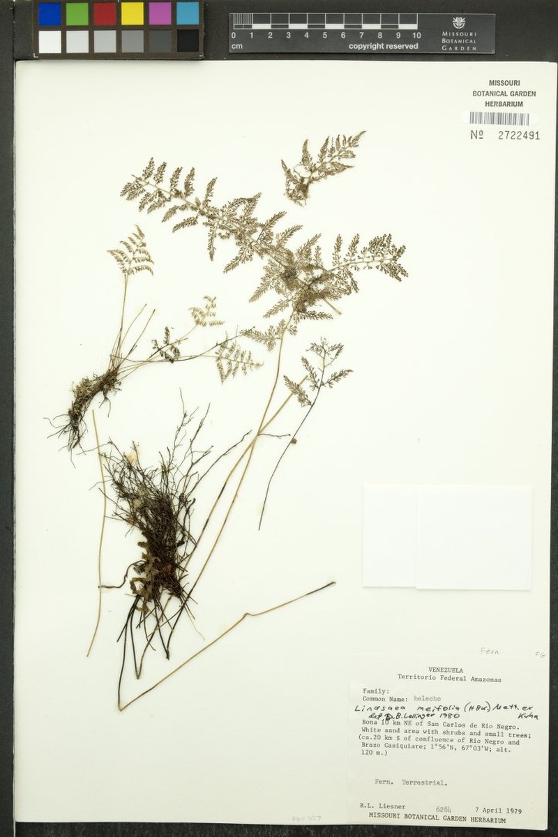 Lindsaea meifolia photo 2