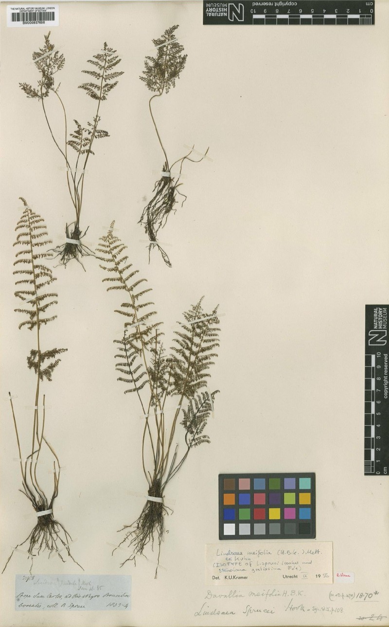 Lindsaea meifolia photo 3