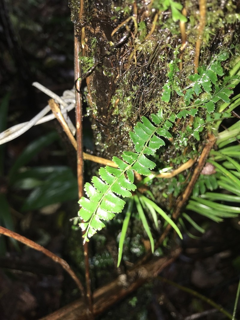 Lindsaea merrillii