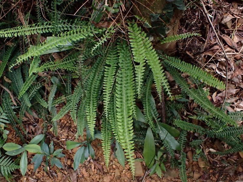 Lindsaea merrillii photo 2