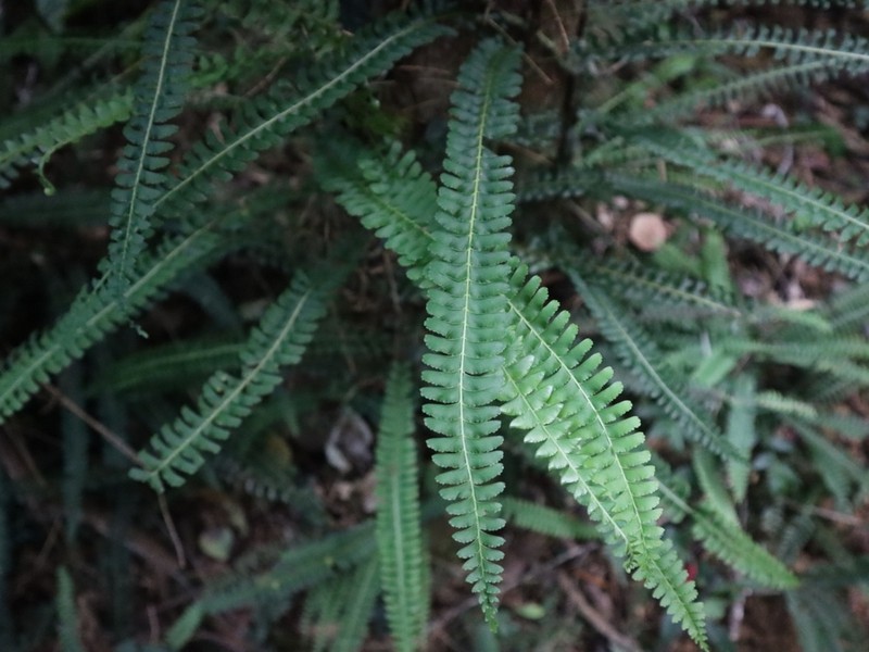Lindsaea merrillii photo 3