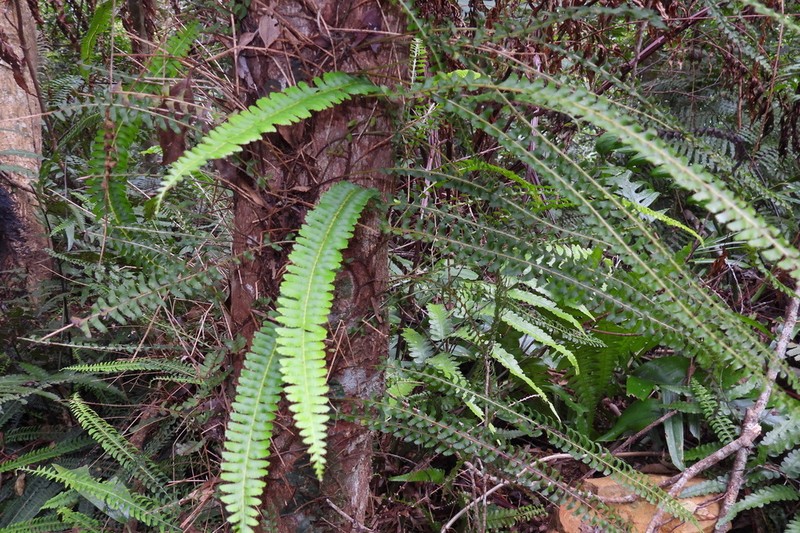 Lindsaea merrillii photo 4