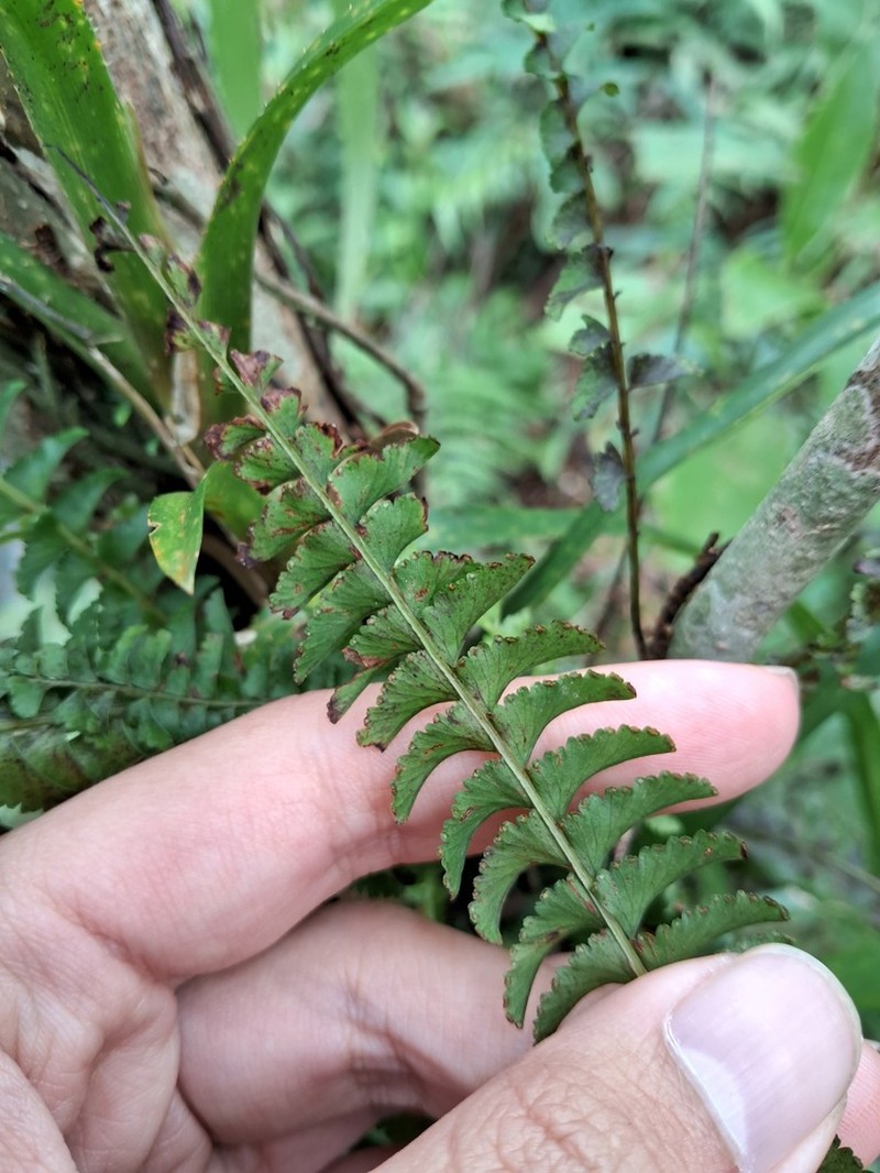 Lindsaea merrillii photo 5