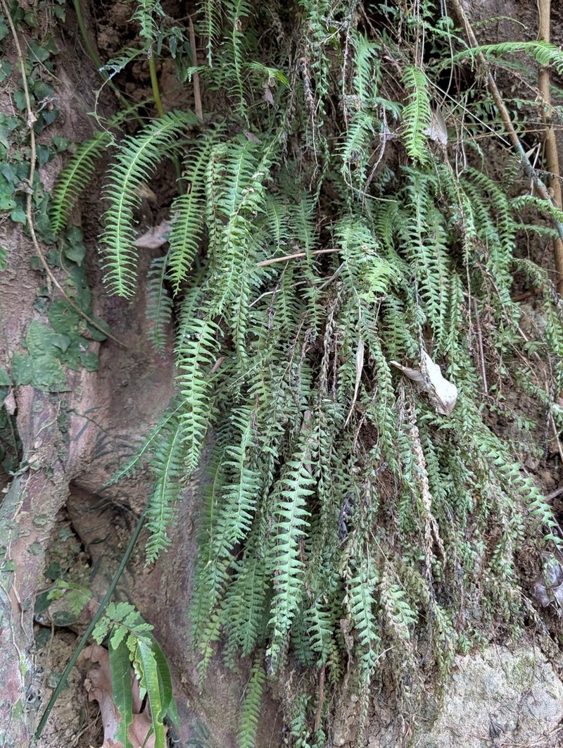 Lindsaea merrillii photo 6