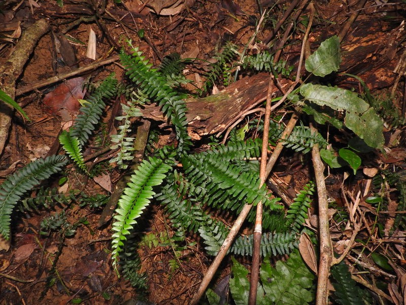 Lindsaea merrillii photo 7