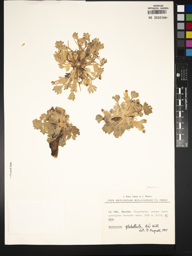 Lindsaea mesarum