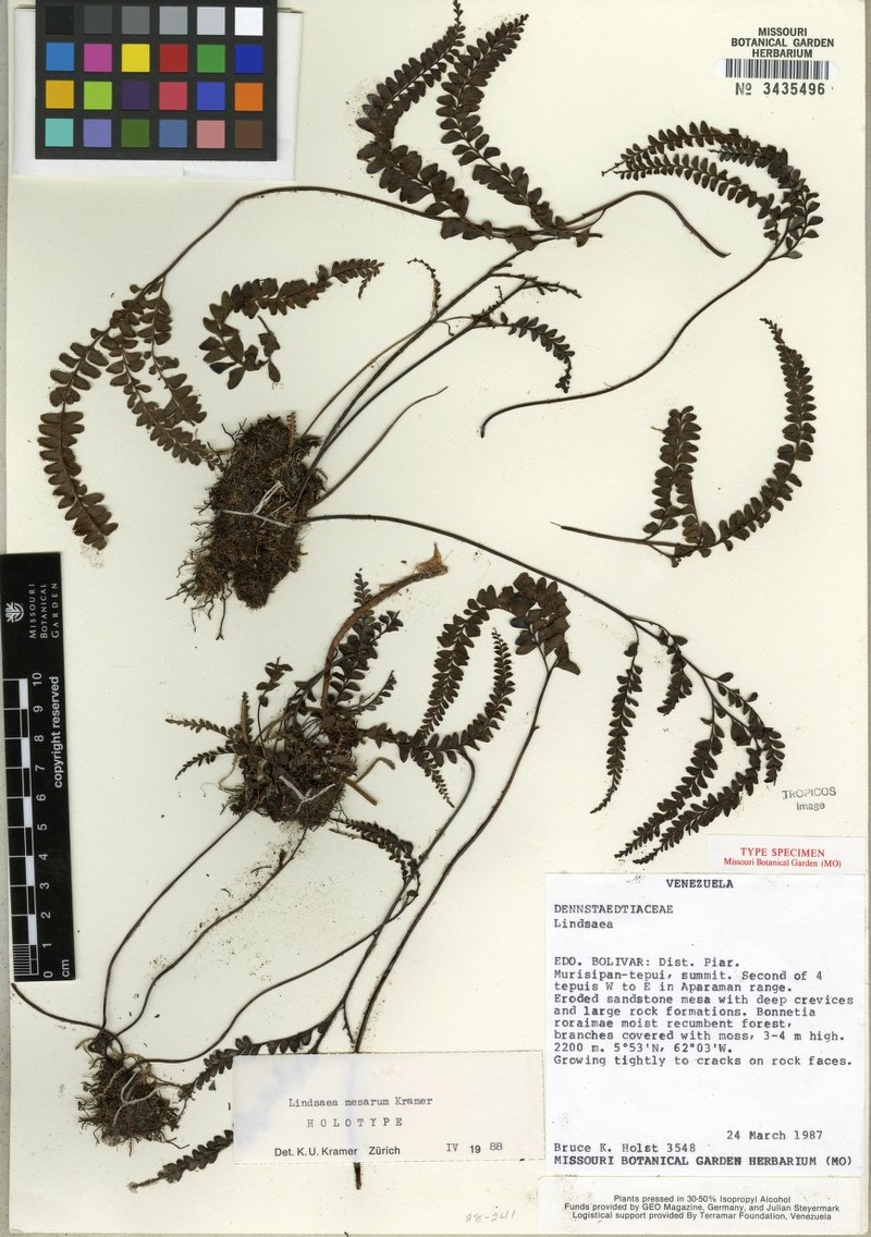 Lindsaea mesarum photo 2
